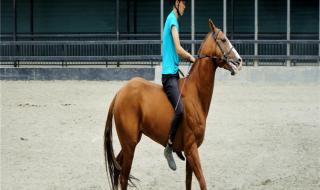 哪里有马匹交易市场 哪里有马匹交易市场